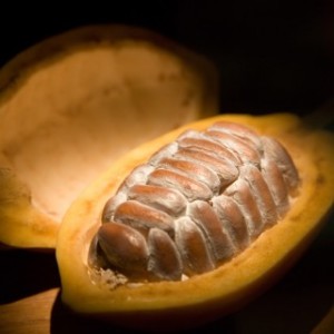 Cacao Powder