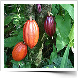 Colorful Cacao Tree